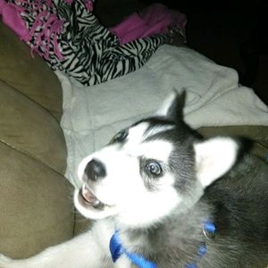 Meet your Posher, Rex